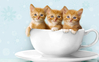 7581gatos_xicara.jpg
