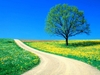 Flowers_SpringRoad.jpg