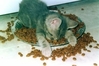 cat-I_m_full.jpg