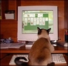 cat-solitaire1.jpg