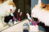 cat-teeth1.jpg