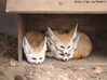 foxfromchernobyl.JPG