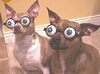 halloweenpetcostumes_34.JPG