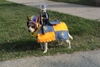 halloweenpetcostumes_37.jpg