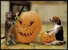 pumpkin104.jpg